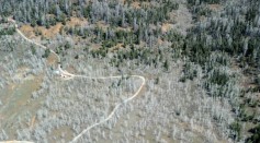 Pine And Aspen Trees In Utah