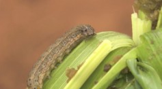 Fall armyworm discovered in Rwanda to have already destroyed multiple crop fields of maize.