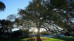 600-year-old New Jersey oak tree to be cut down