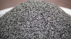 A piece of work entitled Sunflower Seeds, by Ai Weiwei is displayed at Sotheby's Auction House on January 28, 2011 in London, England
