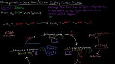 Photosynthesis (Part 3 of 3) - Dark Reactions, Calvin Cycle, Carbon Fixation