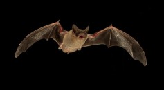 Researchers have found that Mexican free-tailed bats can jam the echolocation signals of other bats to compete for food. 