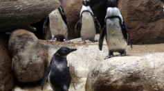  A two month-old African penguin chick (R) stands with adult penguins in an exhibit on April 10, 2013 at the California Academy of Sciences in San Francisco, California