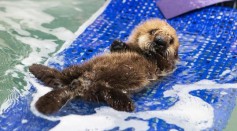 While pup 681 can't yet dive because her pup fur makes her too buoyant, she has learned to use her rear flippers for swimming. 