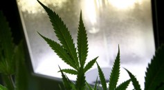 The leaf of a marijuana plant is seen under a grow light at Oaksterdam University July 22, 2009 in Oakland, California.