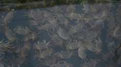 (CHINA OUT) Hairy crabs for sale are seen at a market on Junshan Lake November 2, 2007 in Jinxian County of Jiangxi Province, China