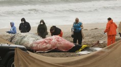One of the death humpback whale washed ashore on Rockaway Beach on April 5, 2017 in the Queens borough of New York City. 