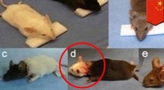 World's First Human Head Transplant Experimented on Rats