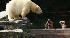 Columbus Zoo and Aquarium in Ohio has resolved to euthanize their polar bear due to its liver cancer.