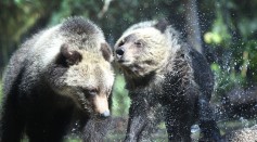 Palm Beach Zoo Debuts Grizzly Bear Cubs