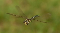 Common Hawker Dragonfly (Aeshna juncea)