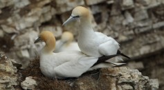 Gannets, one type of the coastal birds, nest at the RSPB's Bempton Cliffs on the East Yorkshire coast in Bempton, United Kingdom.