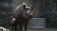 King, an Eastern black rhinoceros born August 26, makes his public debut at the Lincoln Park Zoo with his mother Kapuki on September 17, 2013 in Chicago, Illinois.