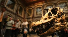 A Brachiosaurus skull is seen at the new rooms 'Evolution in Action' at the Museum of Naturkunde, The Natural History Museum in Berlin.