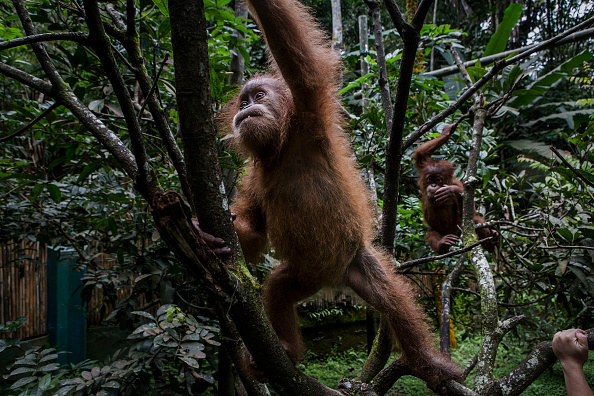 Rare Bornean Albino Orangutan Rescued From Captivity | Science Times