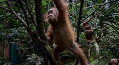 Baby sumatran orangutans (Pongo abelii) playing around the trees as they train at Sumatran Orangutan Conservation Programme's rehabilitation center in Kuta Mbelin, North Sumatra, Indonesia. 