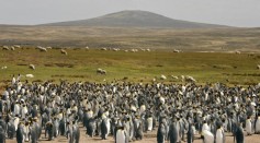 Volunteer Point in Falkland Islands.