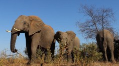 File photo of elephants