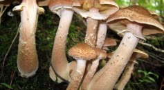 The World's Largest Living Thing is a Fungus