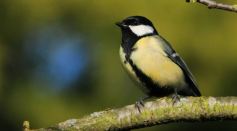 The great tit (Parus major) is the largest of the British tits and is a familiar garden visitor. 