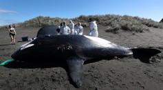 A new case of dead Orca, which is found washed up at Whatipu Beach on March 14, 2017 in Auckland, New Zealand. 