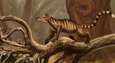 Jurassic World 2 - Prehistoric Mammals