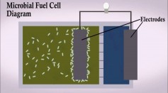 Electrifying Wastewater: Using Microbial Fuel Cells to Generate Electricity