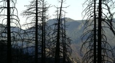 Some of blackened trees in the Sierra Nevada forest, two years after the massive McNally fire of July 2002.