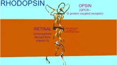 RHODOPSIN: RETINAL & OPSIN