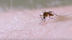 Aedes aegypti life cycle