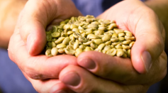 Coffee: From Bean to Brew | Mike Cooper