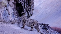 Elusive Snow Leopard Of The Himalayas - Planet Earth II