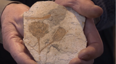 Oldest flower fossil exhibited at private museum in Argentina