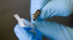 Scientists Rake Benefits from the Bees with their Sense of Smell to Seek Out Terrorist Weapons