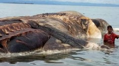 Mystery Sea Monster Found In Indonesia Distinguished As A Baleen Whale