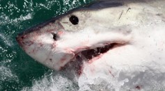 A Great White Shark is seen in Gansbaai, South Africa. on Oct. 19, 2009.