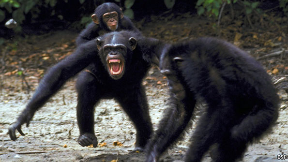 bonobo vs chimpanzee fight