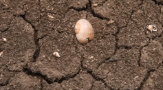 Clam and snail shells on a cracked lakebed are all that remain of what was Atescatempa lake in Guatemala, a solemn example of the impact of climate change in the 
