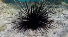 The recovery of Carribean long-spined sea urchin has been obstructed by its competitor damselfish.