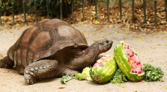 An Aldabra Giant Tortoise eats at Taronga Zoo on December 4, 2015 in Sydney, Australia