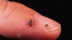 Lyme Disease was reported to be caused by black legged ticks.