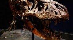T-Rex powerful jaw is pictured here during the exhibition at the Naturalis or Natural History Museum of Leiden on Oct. 17, 2016 in Leiden, Netherlands. 