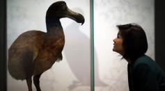 A museum employee looks at a Dodo in display at the 'Extinction: Not the End of the World?' exhibition at The Natural History Museum on Feb, 5, 2013 in London, England. 