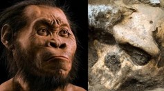 Fossil Found Reveals Human Lineage Does Not Originated In Africa