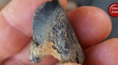 Rare Tooth of Horned Dinosaur Discovered in Eastern North America