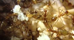 Yellow Crazy Ant Workers