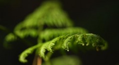 A detailed view of a fern leaves with its complex megaphylls,