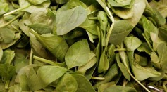Researchers discovered that spinach plant genomes have more room to grow.