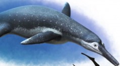 The fossil of the creature was said to belong to the pliosaurs family and is named as Luskhan itilensis.