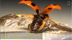 First-Ever Look at the Intricate Way Ladybugs Fold Their Wings